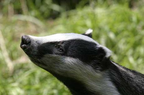 The ever continuing badgergate