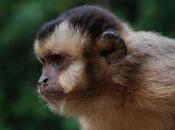 Primates Pets, Delving Little Deeper