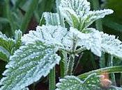 Facebook Folly: Like Them Chest Lump-free