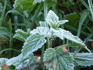 Facebook folly: I like them on my chest and lump-free