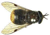 Horse Fly Named After Beyonce