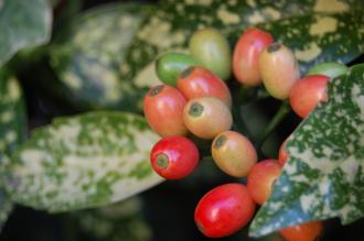 Aucuba japonica 'Crotonifolia'  berries (16/01/2012, London)