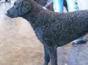 Featured Animal: Curly Coated Retriever