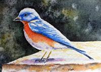 Mountain Bluebird Watercolor ACEO