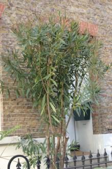 Nerium oleander (17/01/2012, London)