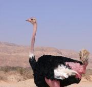 Ostrich