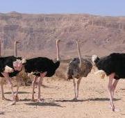 Ostrich