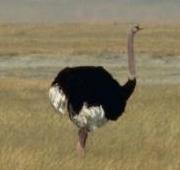 Ostrich