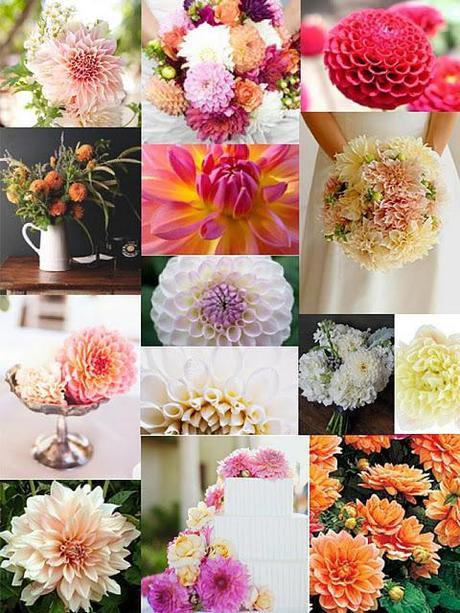 Dreamy Dahlias