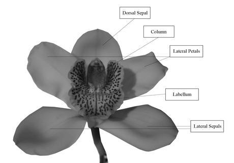 Biomimicry of Orchids – PART 4 – Structural lessons from Orchid