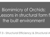 Biomimicry Orchids: Structural Efficiency Artists Part