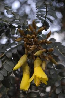 Sophora tetraptera flower (17/01/2012, London)