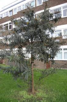 Sophora tetraptera (17/01/2012, London)