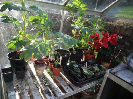 The Greenhouse Year – January