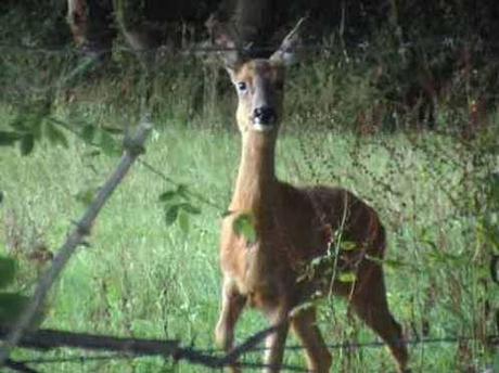 doe a deer, a female deer, a dog-boar and two fawns - dream