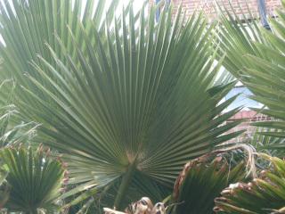 Washingtonia robusta leaf (14/01/2012, London)