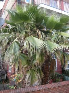 Washingtonia robusta (14/01/2012, London)