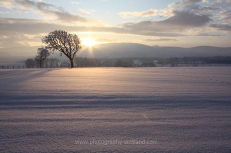Photo - snowy dawn at Wiston, near Biggar, in the Scottish borders