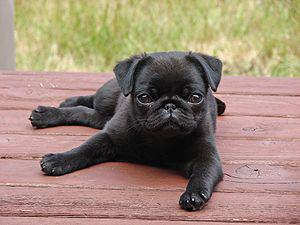 adorable pug puppy