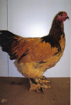 Buff Brahma Hen