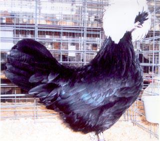 White Crested Polish Hen