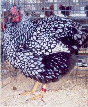 Silver Laced Wyandotte