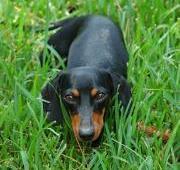 Dachshund