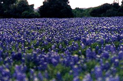 Bluebonnets from Texas