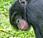 Featured Animal: Bonobo