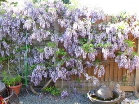 Wisteria hysteria