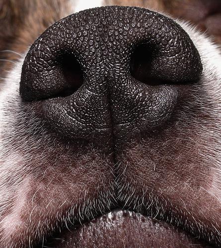 Dogs smell in color, people smell in black and white