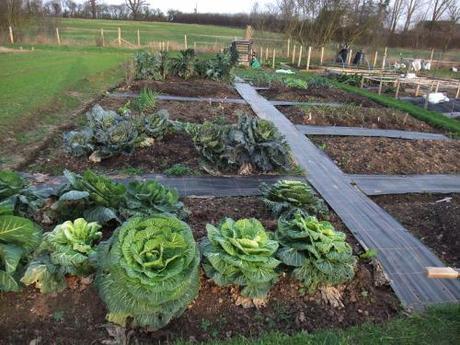 The Allotment Year – January 2012