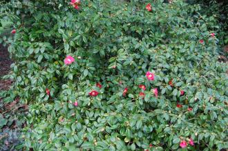 Camellia japonica 'Donkelaarii' (21/01/2012, Kew, London)