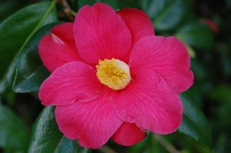 Camellia japonica 'Donkelaarii' Flower (21/01/2012, Kew, London)