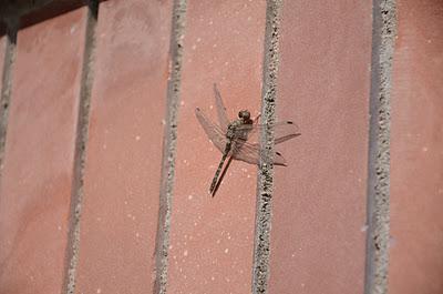 January 23, 2012 (365 Day Photo Challenge)