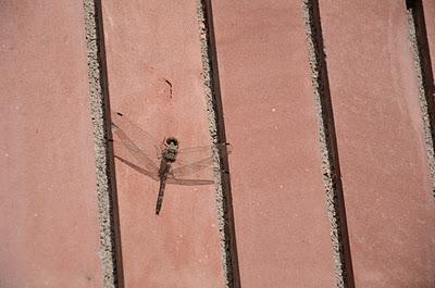 January 23, 2012 (365 Day Photo Challenge)