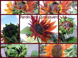 Red Sunflowers