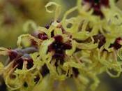 Plant Week: Hamamelis Intermedia