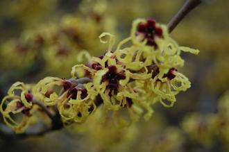 Hamamelis x intermedia Flower (21/01/2012, Kew London)