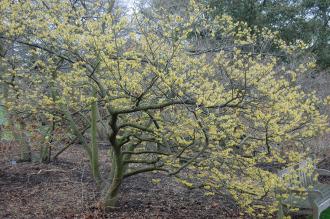 Hamamelis x intermedia (21/01/2012, Kew London)