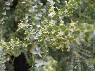 Acacia pravissima detail (20/01/2012, London)