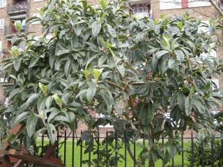 Eriobotrya japonica (11/01/2012, London)