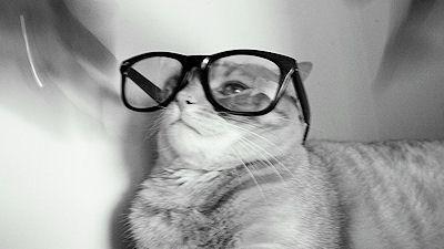 Cats Wearing Glasses