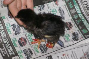 Lesson 476 – Releasing Webbed Toes in a Maran Chick (Charlie)