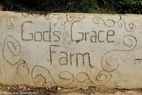 A Visit to God's Grace Farm