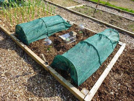 Polytunnel Views, Planting .... and Live Below the Line