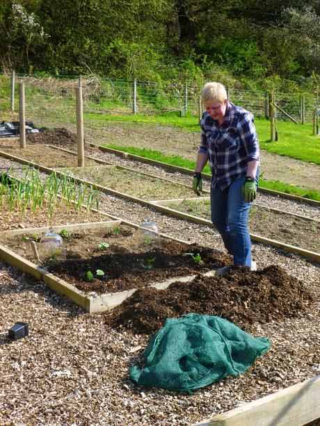 Polytunnel Views, Planting .... and Live Below the Line