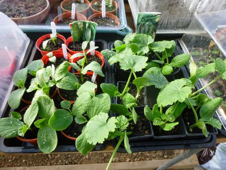 Polytunnel Views, Planting .... and Live Below the Line