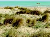 Changes Plant Species Composition Coastal Dune Over 20-years