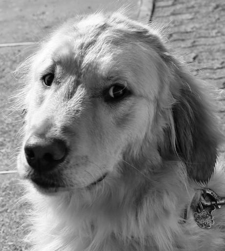 cute dog face black and white sunday